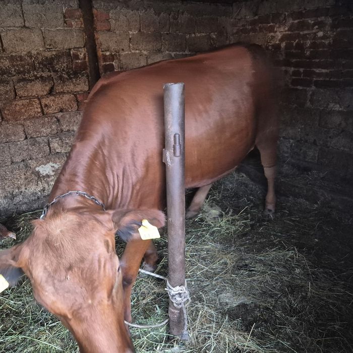 Vând junici vârstă 2 respectiv 1 an