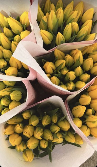 Тюльпаны из парника