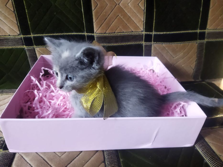 Котята в хорошие руки!