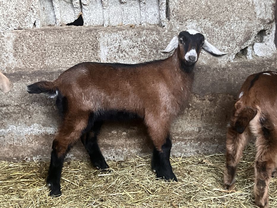 Tapisori si iedute anglonubian