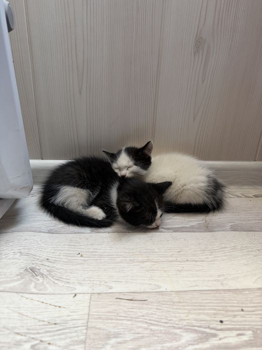 Отдадим котят в добрые руки