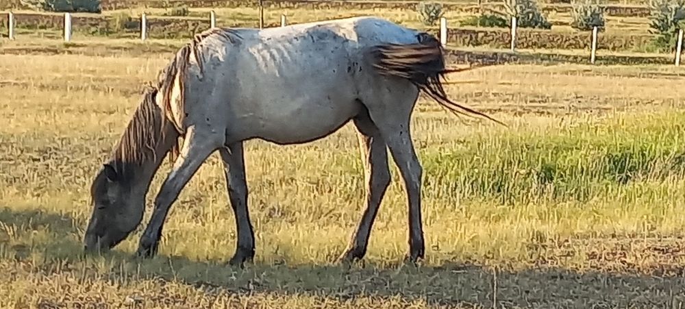 Продам двух айгыров