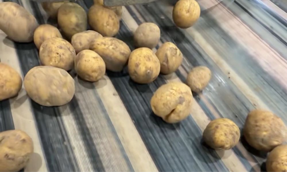 Продам семена Коломбо и Гала. Павлодар.