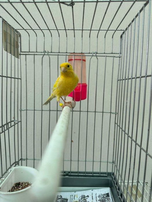 Канарейка нар с гарантией