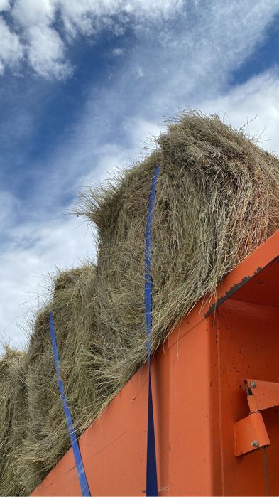 Рулон шөп срочно