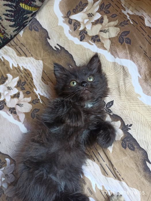 Отдам даром котят