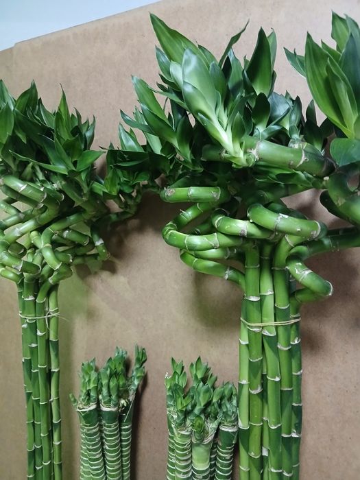 Бамбук счастья 100 и 60см