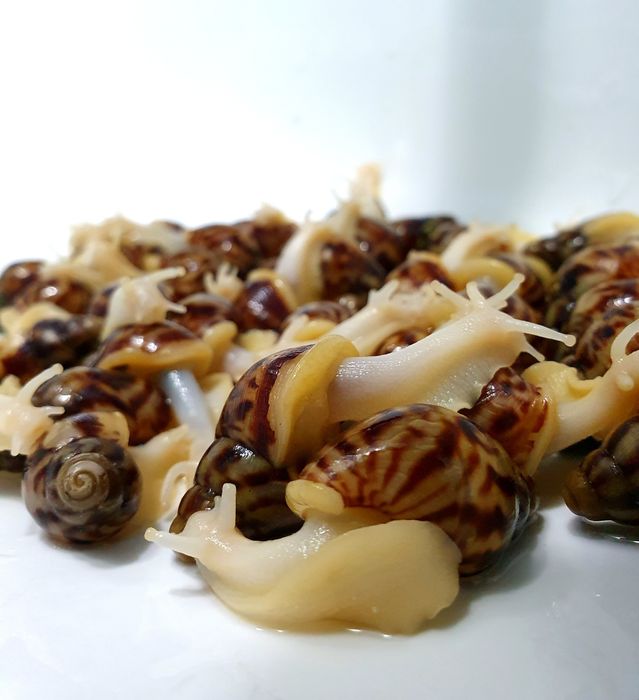 Улитки ахатина ретикулята альбино