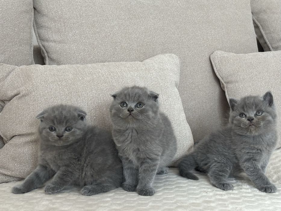 Puiut british shorthair