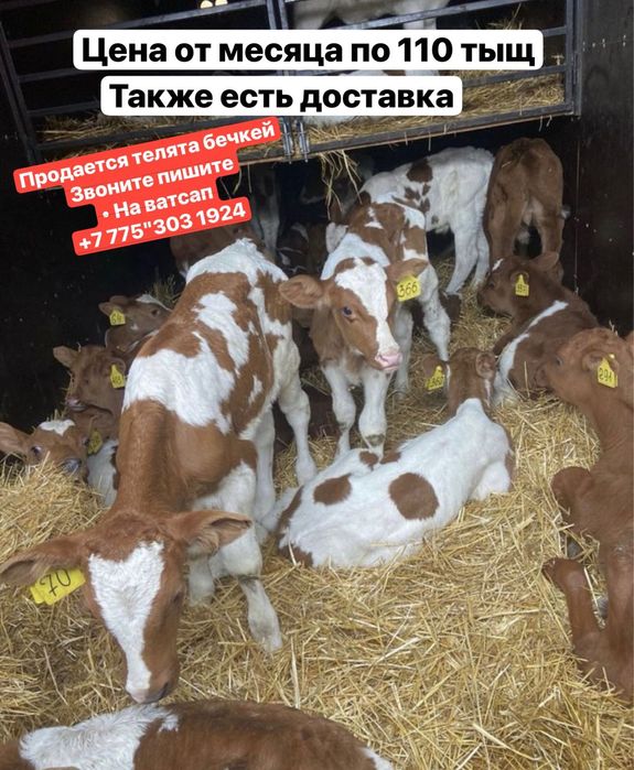 Продается\ телята/разные\ породы:::