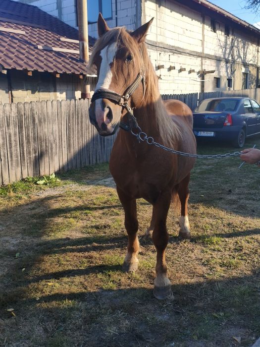 Cal de vânzare cu vârsta de 5 ani