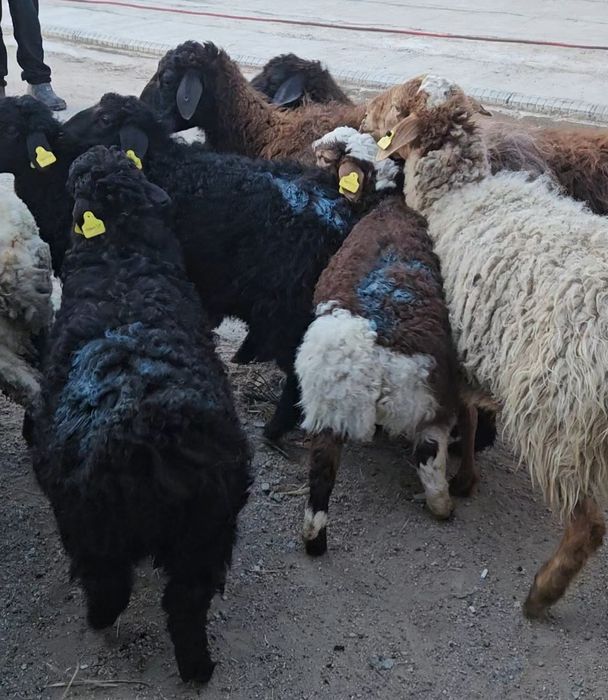 КозлыКой Сатылады