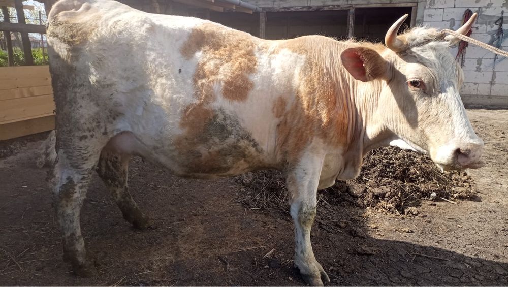 Vand vaca la al doilea vitel!