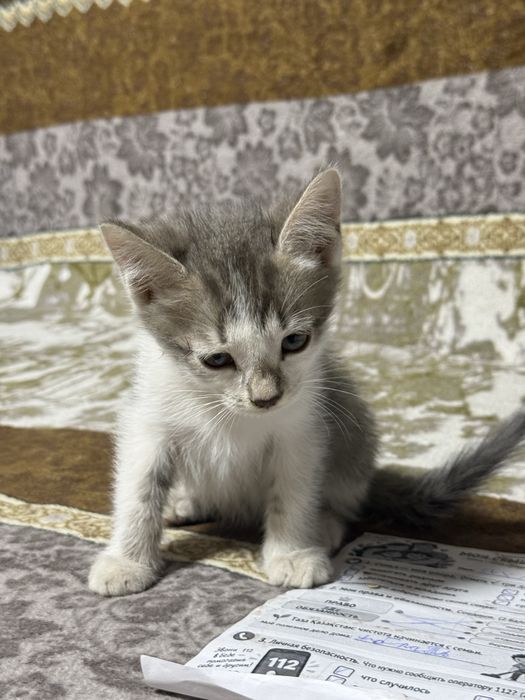 Отдам котенка мальчика
