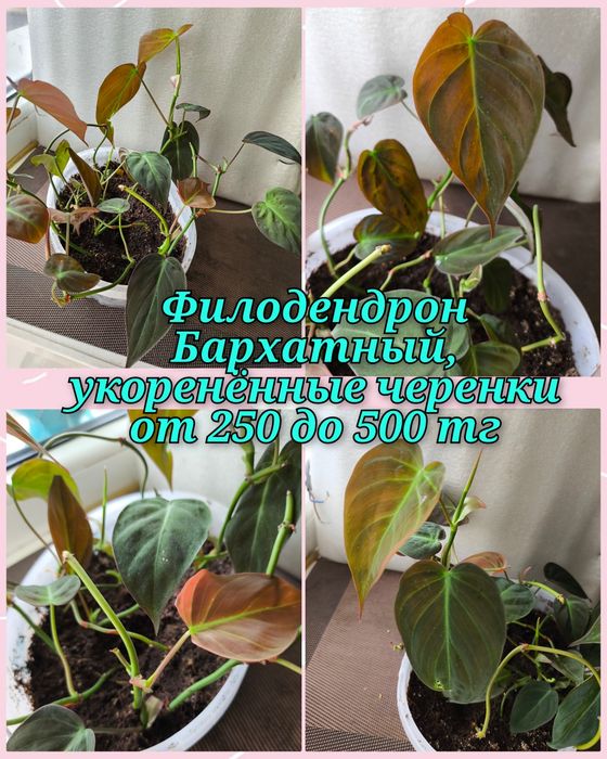 Филодендроны и другие