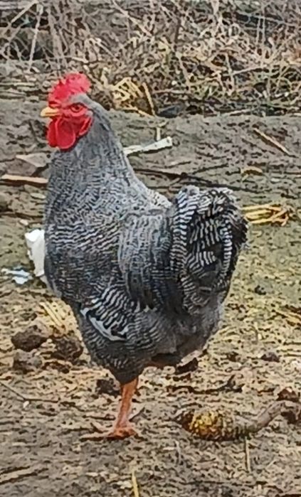 Cocoș de vânzare playmond