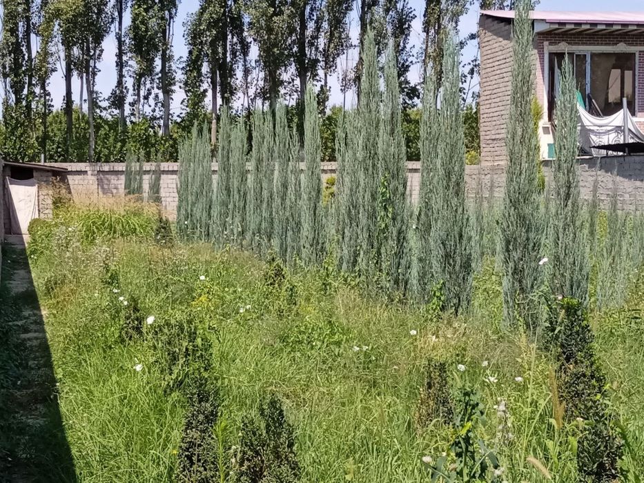 Harxil turdagi archalar va daraxtlar bor