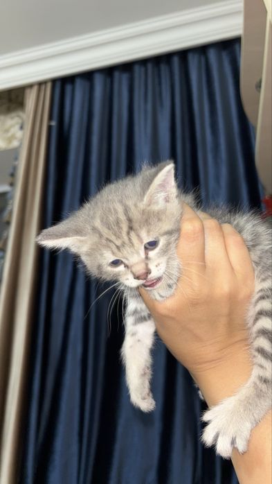 котята в хорошие руки