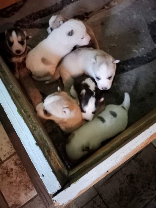 Продаются щенки породы хаски
