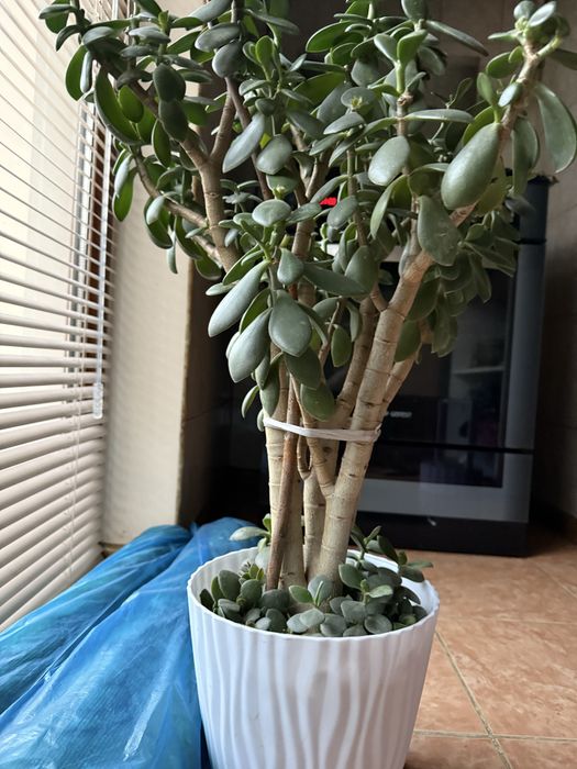 Цветы комнатные, 4 горшка, денежное дерево,