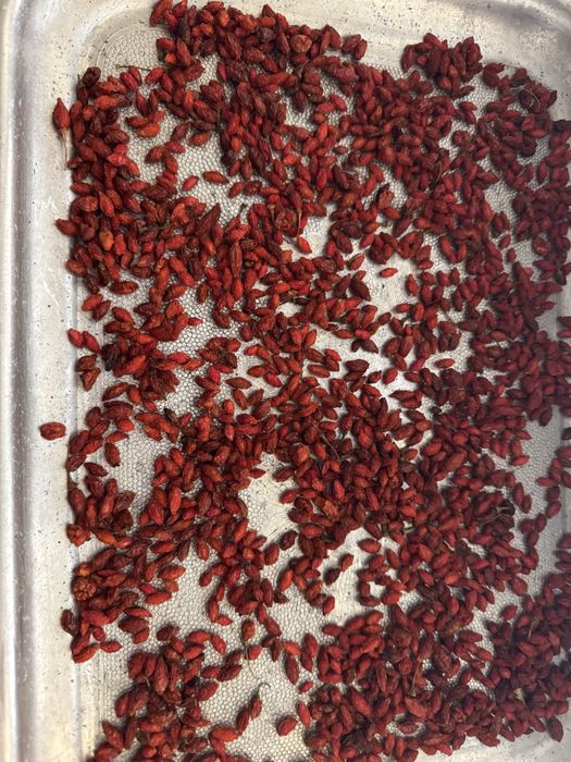 саженцы годжи ягоды лечебные