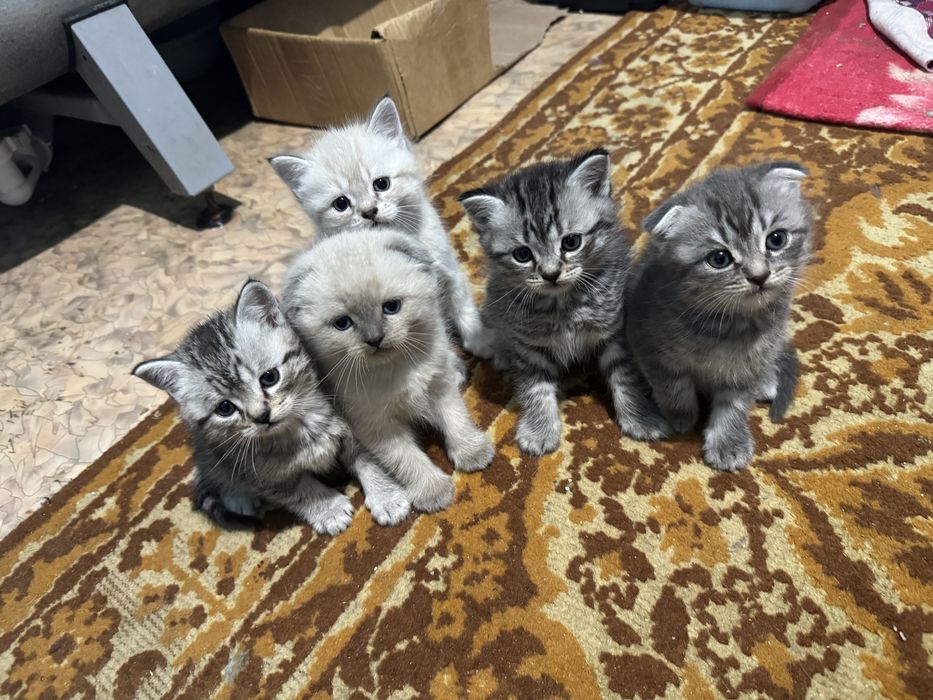 Шотландские котята