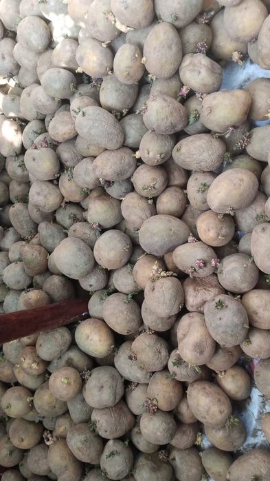 Семянной картофель