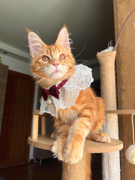 Baietel Maine Coon PEDIGREE Felisa