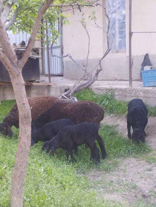Ekizchi quy qidirib yurganlarga chista Xisor quylar sotiladi srochna