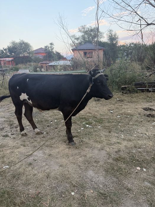 Продам быка 2.5 год