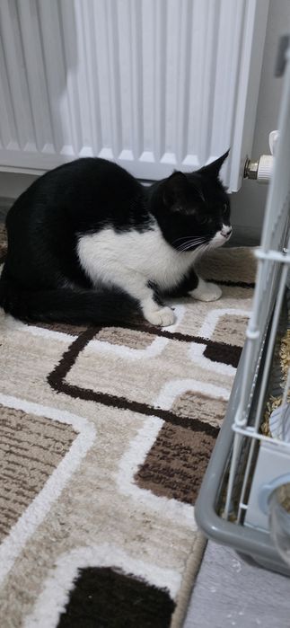 Отдам кота в добрые руки.