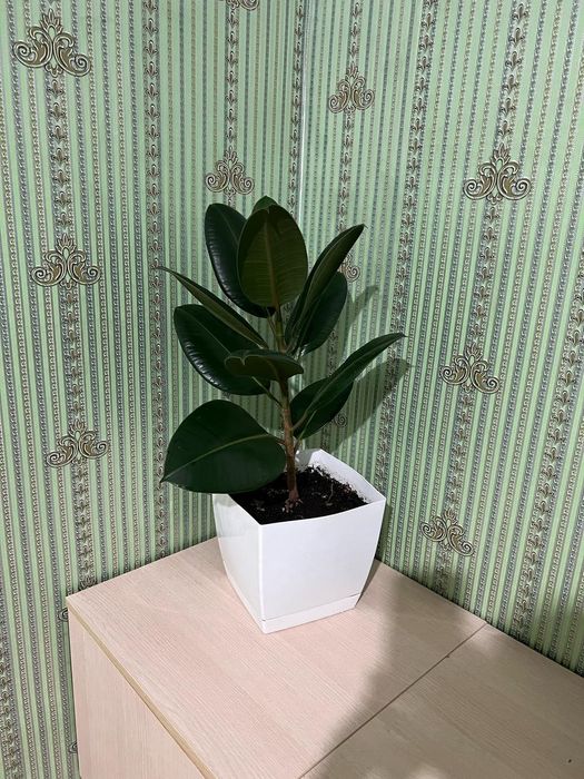 Декоративные комнатные цветы