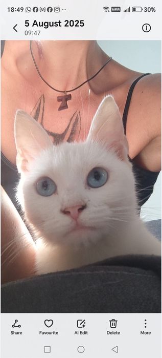 Pisica alba spre adoptie