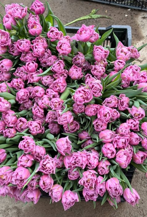 Тюльпаны пионовидные