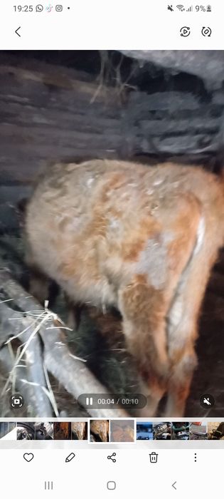 Продам телку 10 месяцев