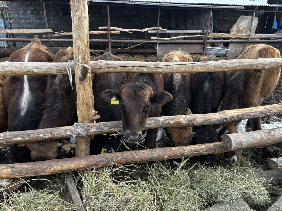 Продам телочек.