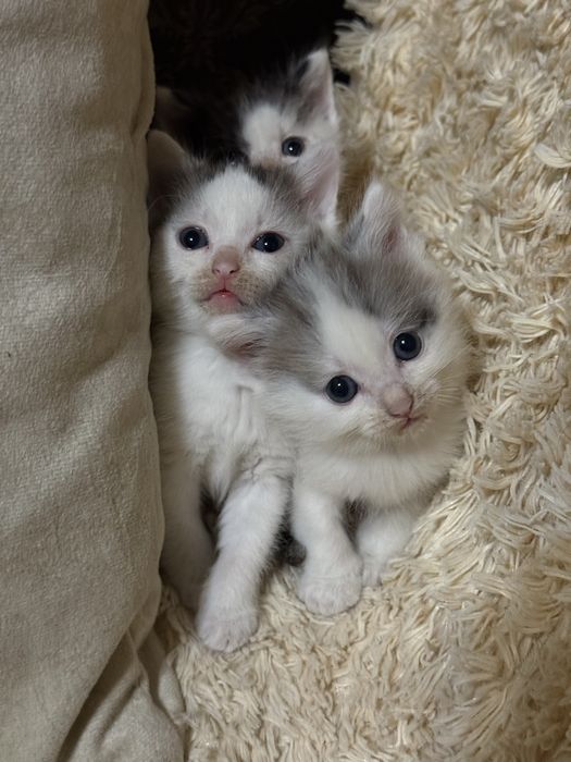 Отдаем котят в хорошие руки
