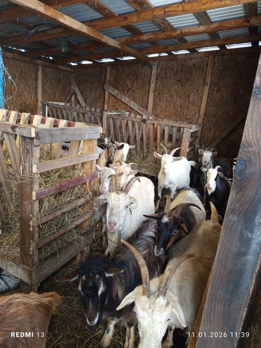 Schimb 60 capre pe 80 oi