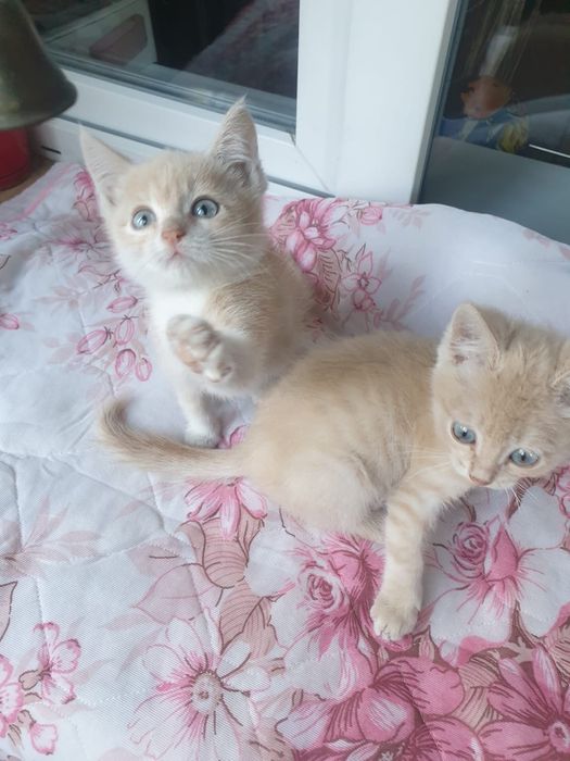 Шикарные котятки,мальчики!