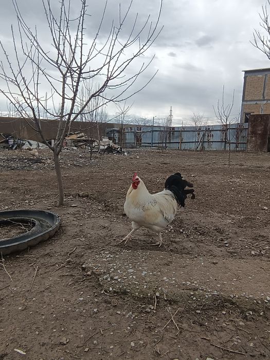 Адлер үлкен қораз