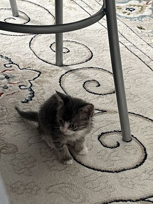 Отдам котенка бесплатно