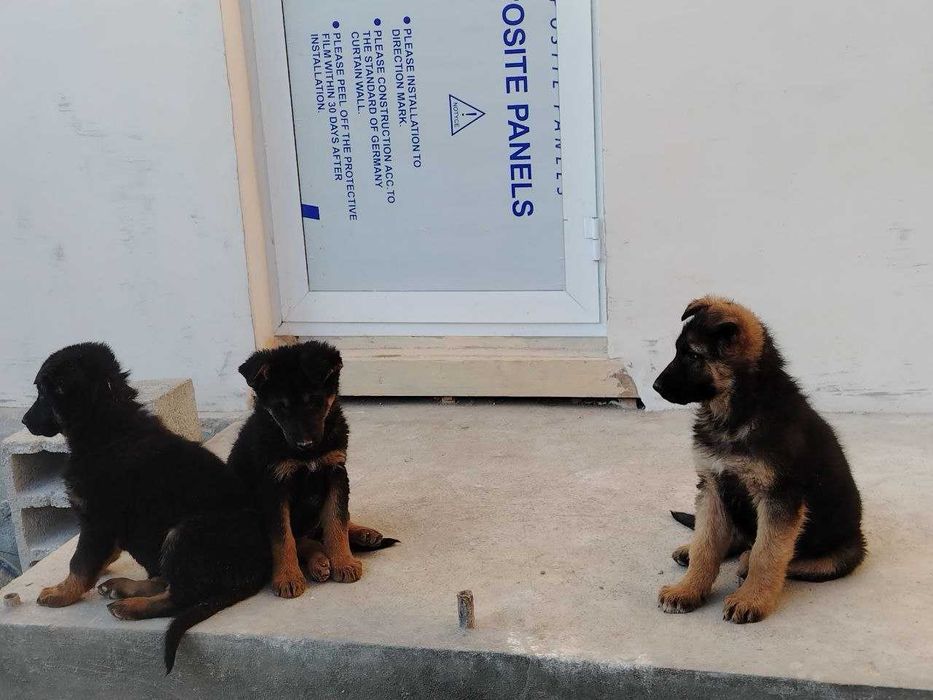 Эмланган зотдор очарка болалари