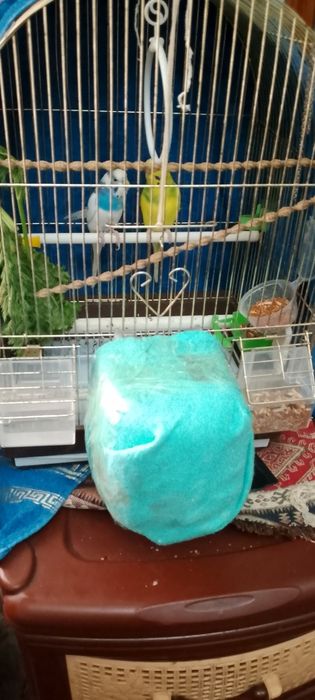 Продам папугаей хороший девушка и мальчик