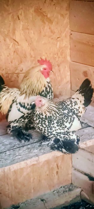 Ouă incubat,mi de flori Lemon și negru bobat!