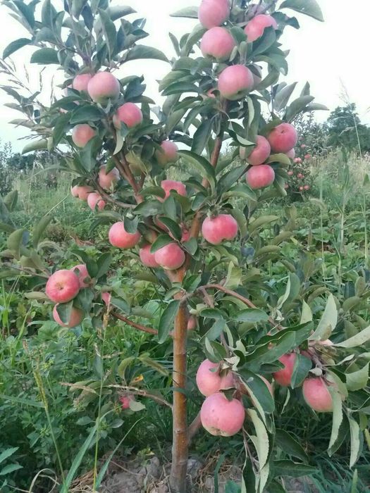 Yong'oq shaftoli bodom o'rik olma ko'chatlari  sotiladi