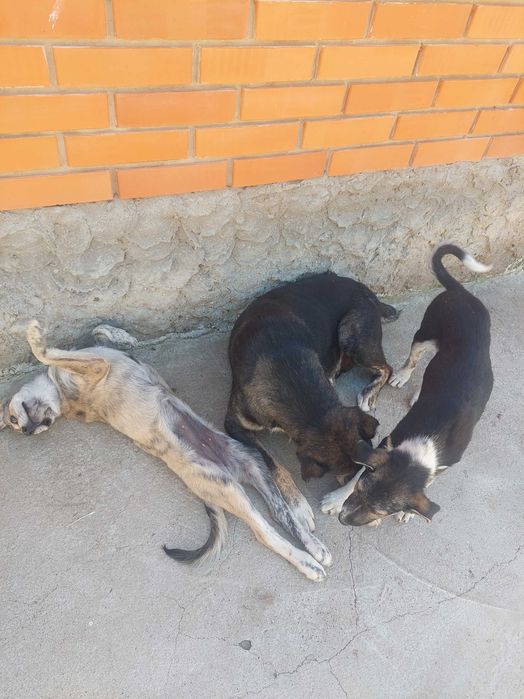 Отдадим 2-х щеночков