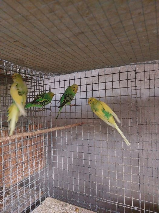 Qafas va qushlar sotiladi