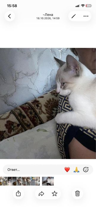Ищет доброго хозяина