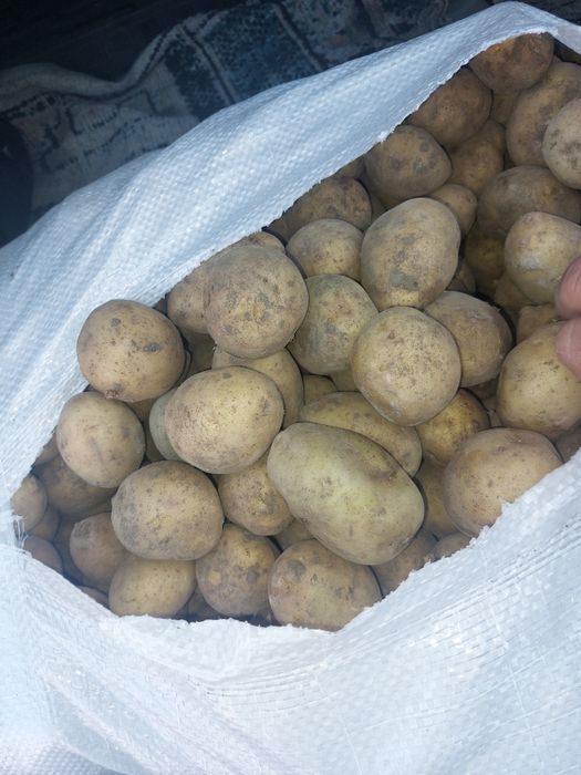 Картошка сорт Гала
