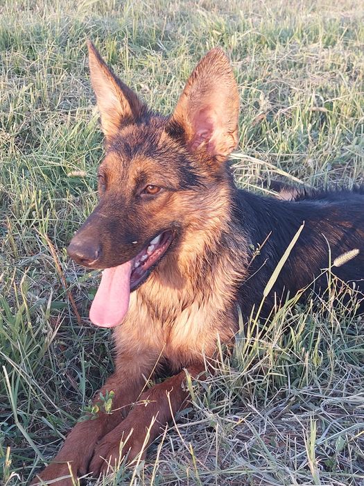 Прадаю собаку в надёжные руки